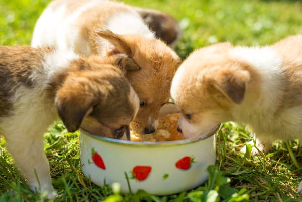 Best Dog Food For Puppies – Puppies Have Unique Needs