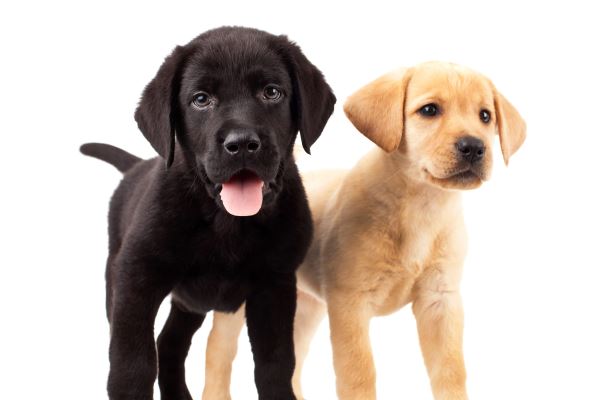 Best Dog Food for Lab Puppies and for Other Large Breeds