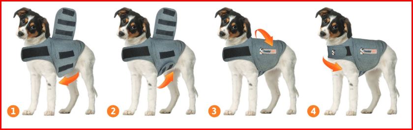 image of infographic about how to put a thunder jacket on your dog